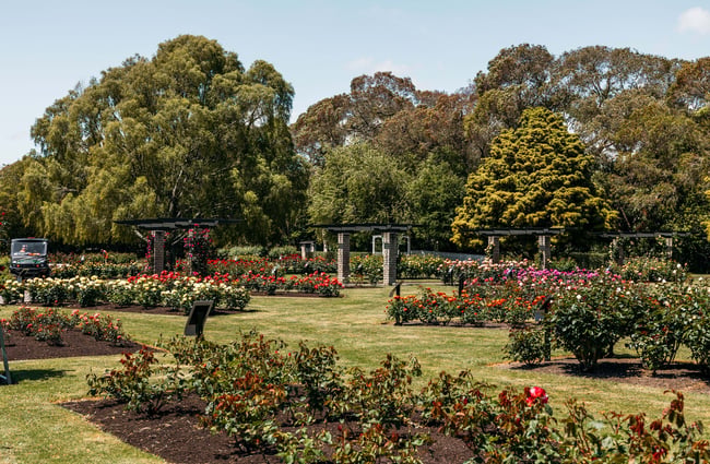 The rose garden at the Victoria Esplanade Palmerston North.