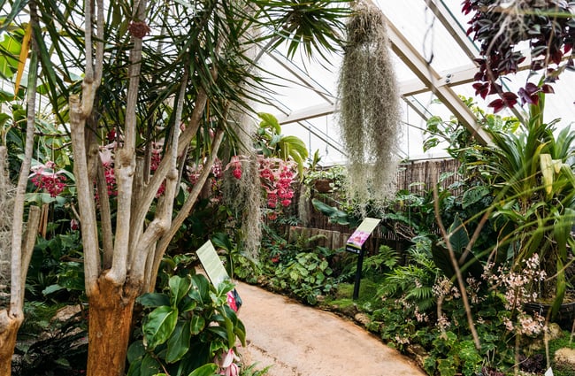 Plants and flowers inside a glass house at Victoria Esplanade.