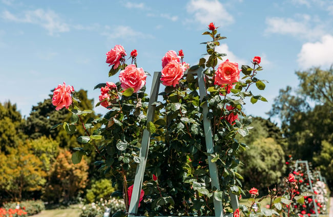 A close up of a rose bush.
