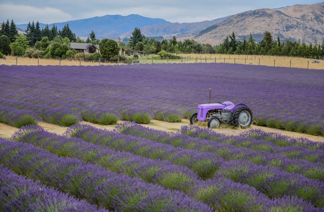 A purple tractor parked in between rows of purple lavender at Wānaka Lavender Farm.