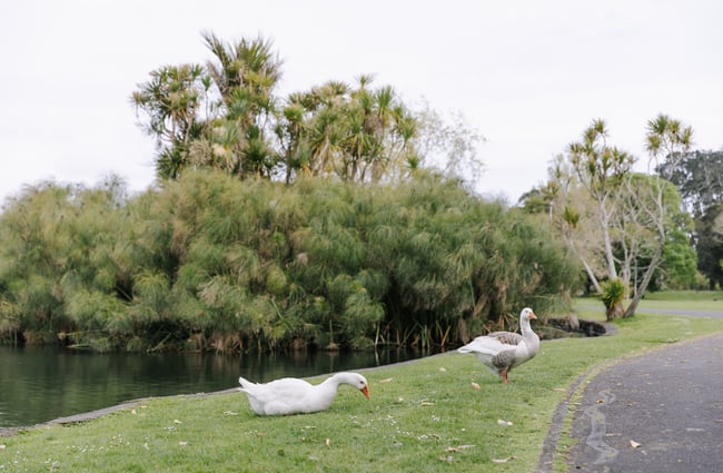 Two white and grey geese on grass.