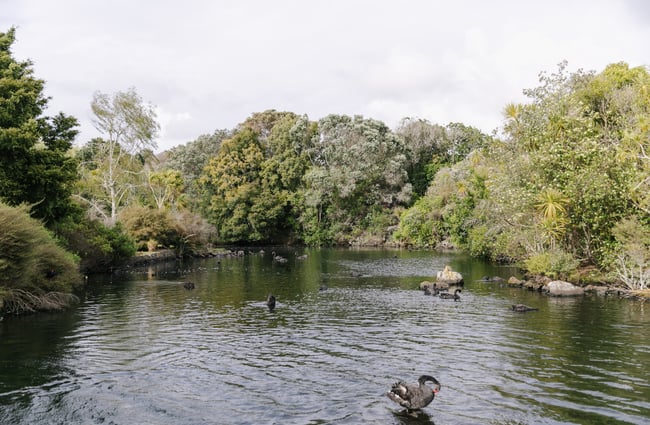 Black swans on a dark looking lake on a cloudy day.