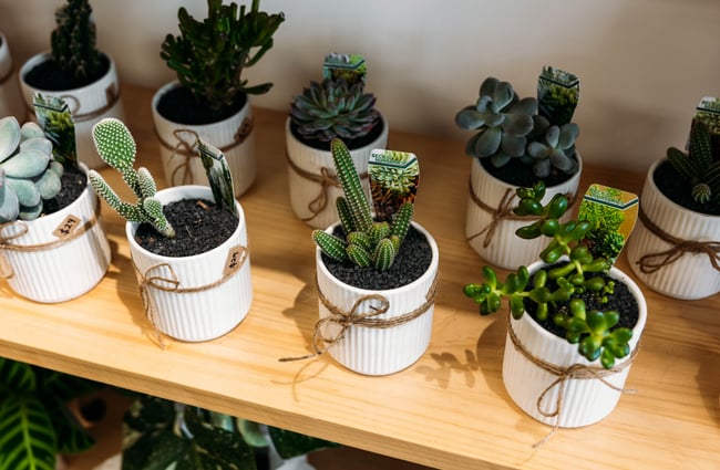 A close up of small plants in white pots.
