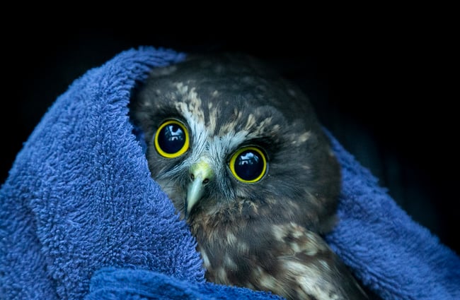 A rescued morepork cuddling up in a blue towel.
