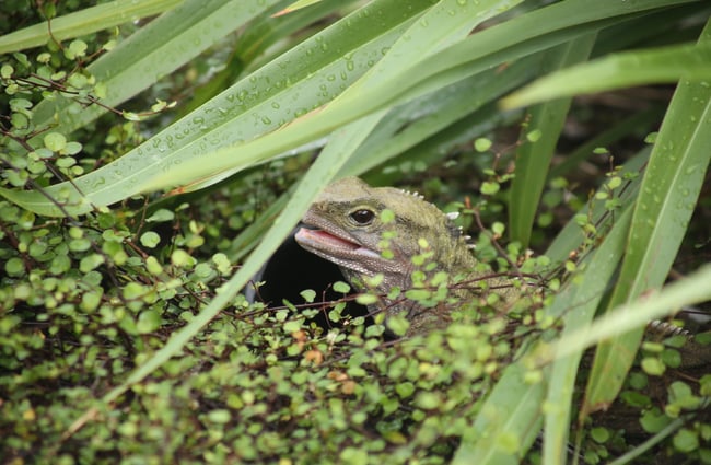 A tuatara hiding in the bushes with just his face pocking out.
