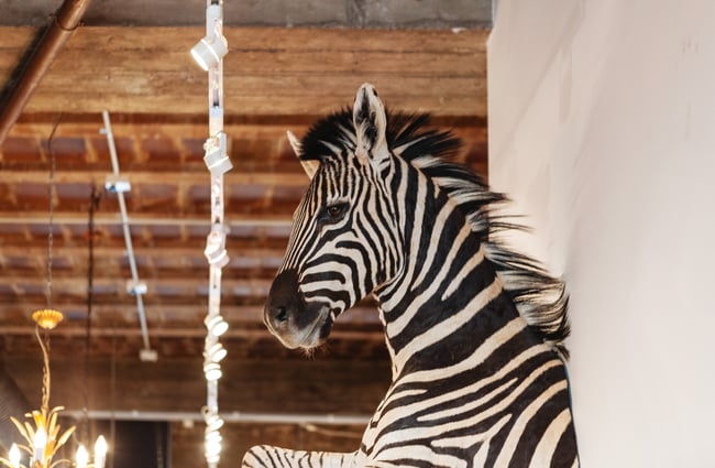 A zebra head.