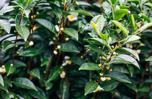 Detail of camellia bush at Zealong Tea Estate, Hamilton.