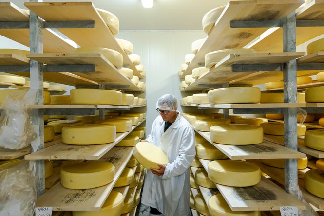 Wheels of cheese on shelves in the storeroom at Barrys Bay