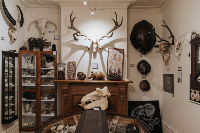Animal skulls.