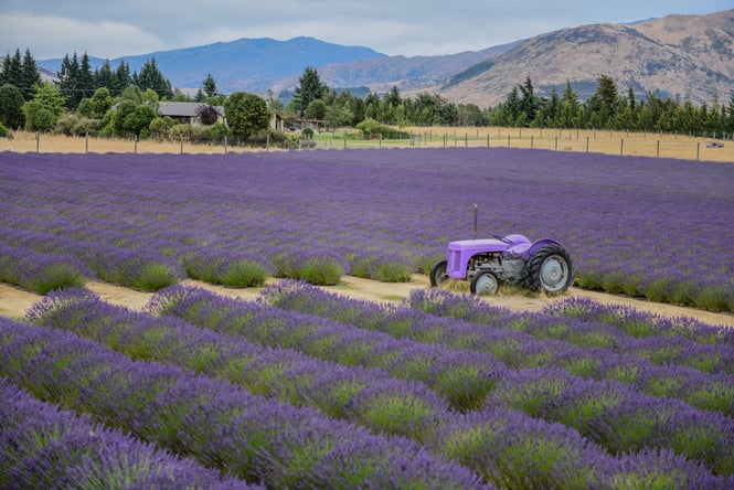 A purple tractor parked in between rows of purple lavender at Wānaka Lavender Farm.