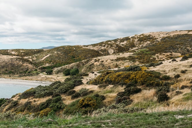 Grassland and hills overlooking the sea.