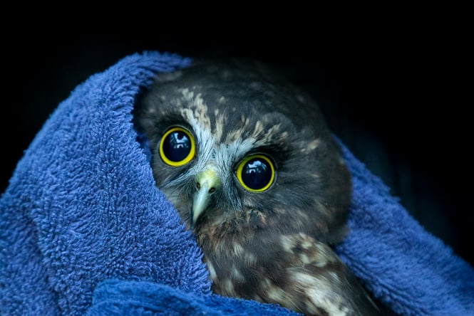 A rescued morepork cuddling up in a blue towel.