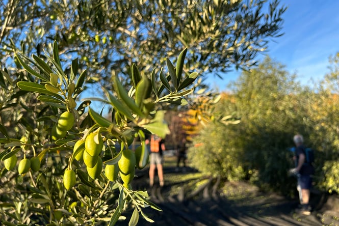 Close-up of olives on the tree at Dunford Grove.