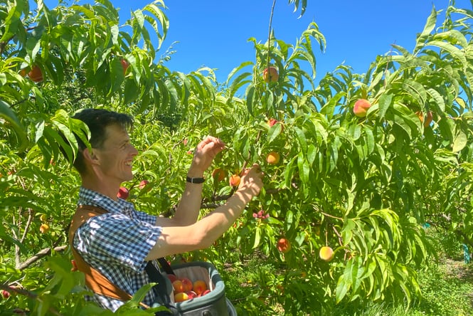 Fruit picker in one of the fruit trees at Johnson's Cottage picking fruit.