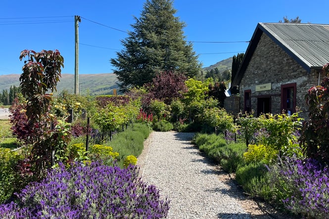 Stone pathway outside the Stone House Gardens cafe building surrounded by lavendar bushes.