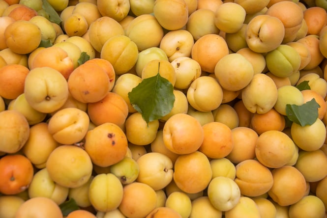 Large pile of apricots.