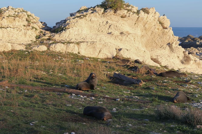 Seals sleeping on grass on a sunny day.