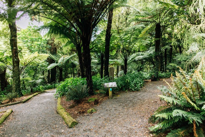 Two paths at Otari Wilton Bush.