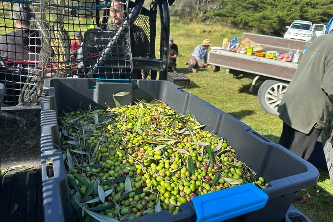 Large carton on the back of a ute is full of freshly-picked green olives.