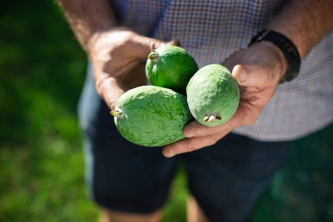 Man holding several feijoas in his hands.