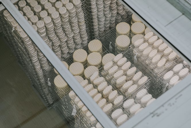 Stacks of cheese being made on wire racks.