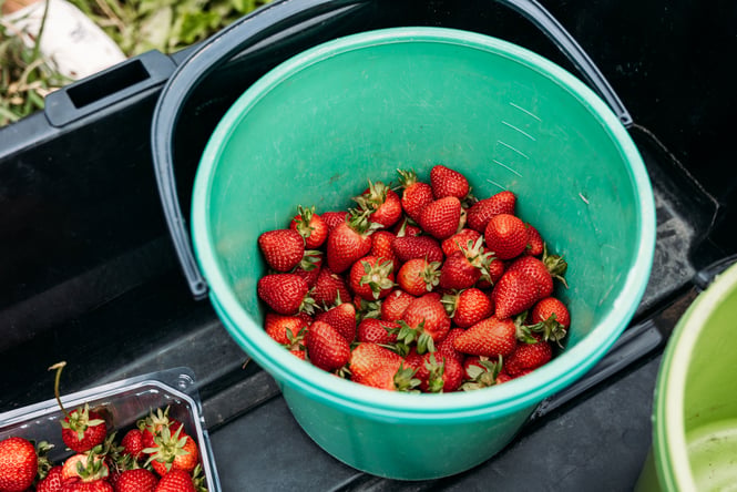 A bucket of strawberries at Penray Gardens.