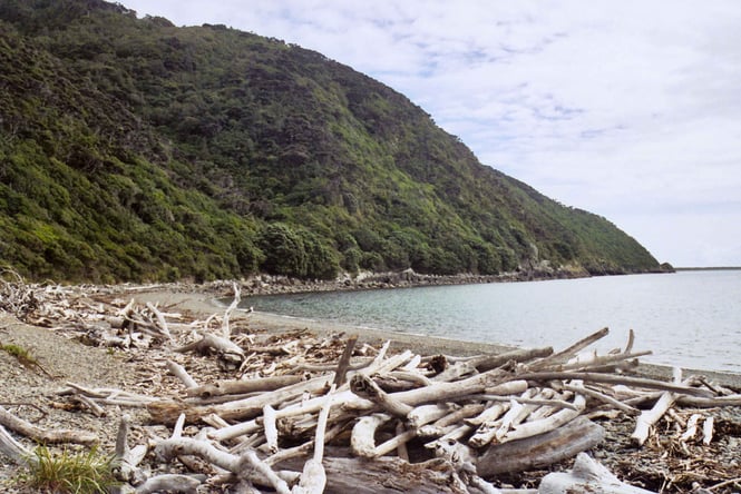 The beach at Kapiti Island.