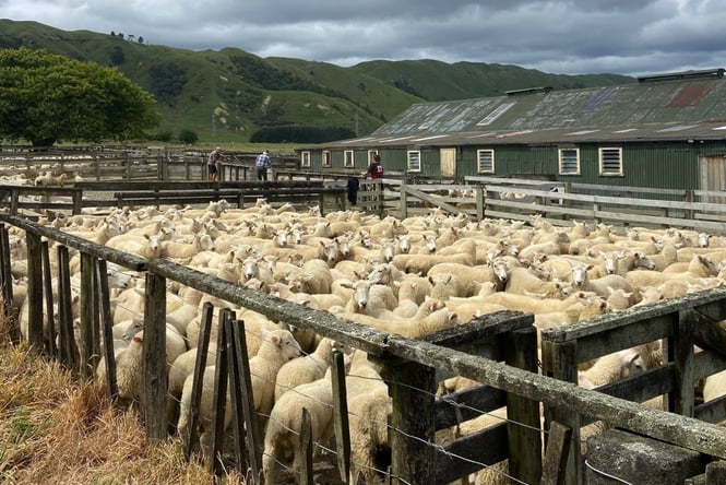Sheep in a pen at Height's Farms.