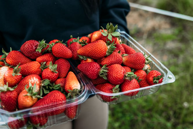 Person holding a punnet of strawberries.