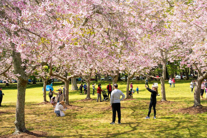 People taking photos of cherry blossom trees.