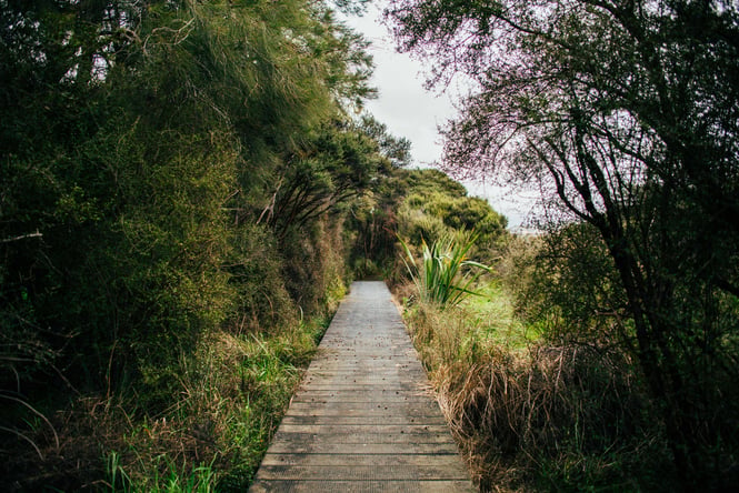 A boardwalk in bush.