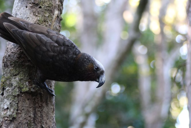 A kākā on a tree.