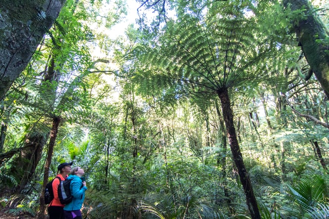 Visitors looking up at ferns.