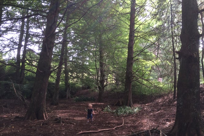 A child running about amongst large trees at the Taitua Arboretum.