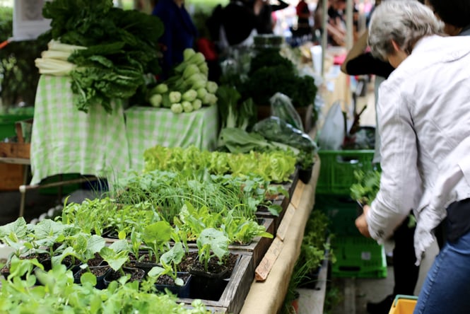 Bright green seedlings for sale at a farmers market.
