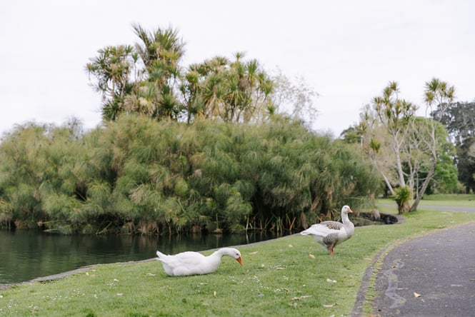 Ducks on the banks at Western Springs.
