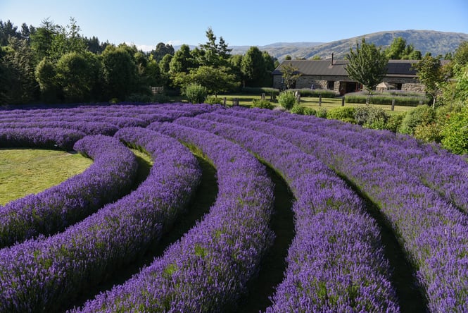 Farm grounds with building in the background at Lavender Farm.