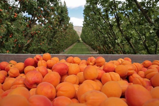 A close up of fresh apricots on the back of a truck.