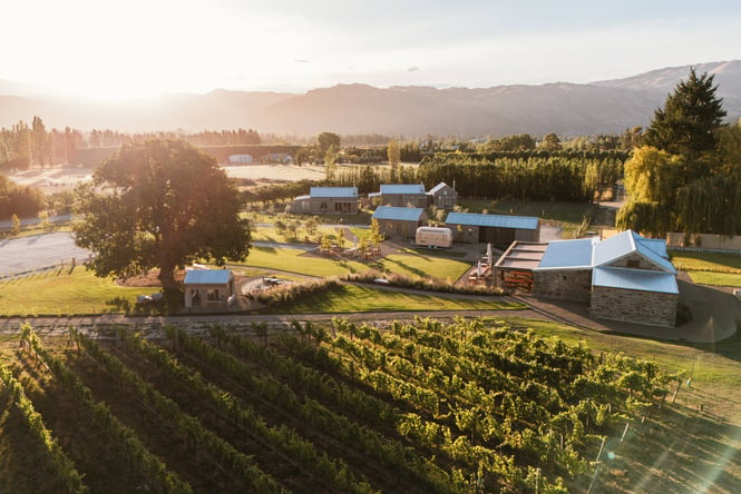 A view of a vineyard taken from above on a sunny day.