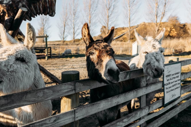 Three donkeys poking their heads over a fence.