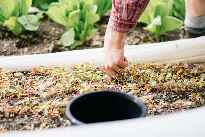 A hand digging into soil on a sunny day.