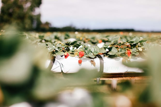 Strawberries growing in the sun.