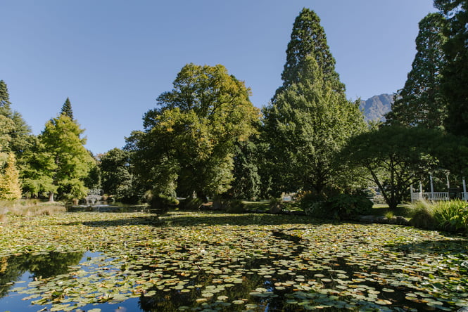 Trees around a lake in Queenstown.