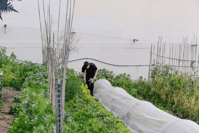 A worker planting vegetable seeds.