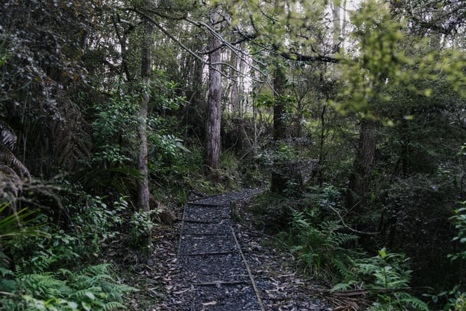 The Okura Bush walkway.