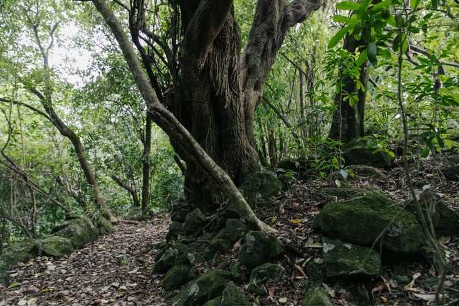 A path at the Rock Forest.