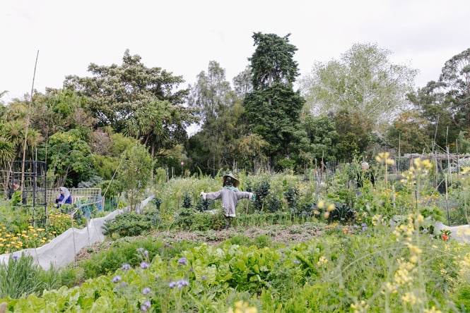 The gardens at Sanctuary Mahi Whenua Community Gardens.