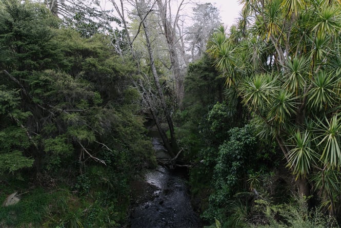 A stream at Project Twin Streams.