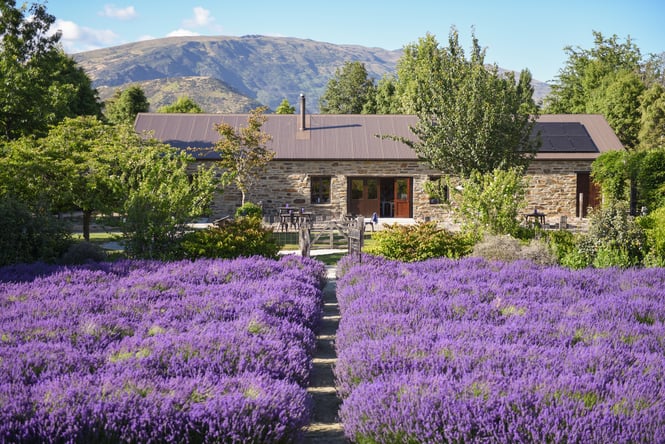 Rows of lavender flowers at the farm.