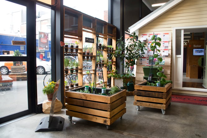 Wall of plants in the window at Sustainability Trust.